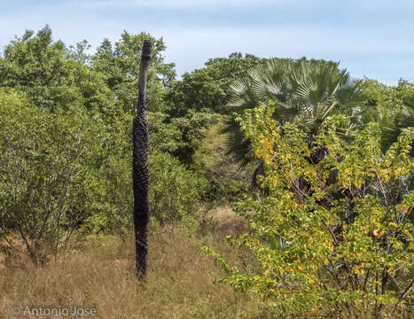 Image of Carnauba palm