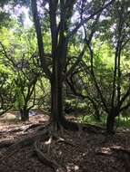 Image of Jamaican cherry fig