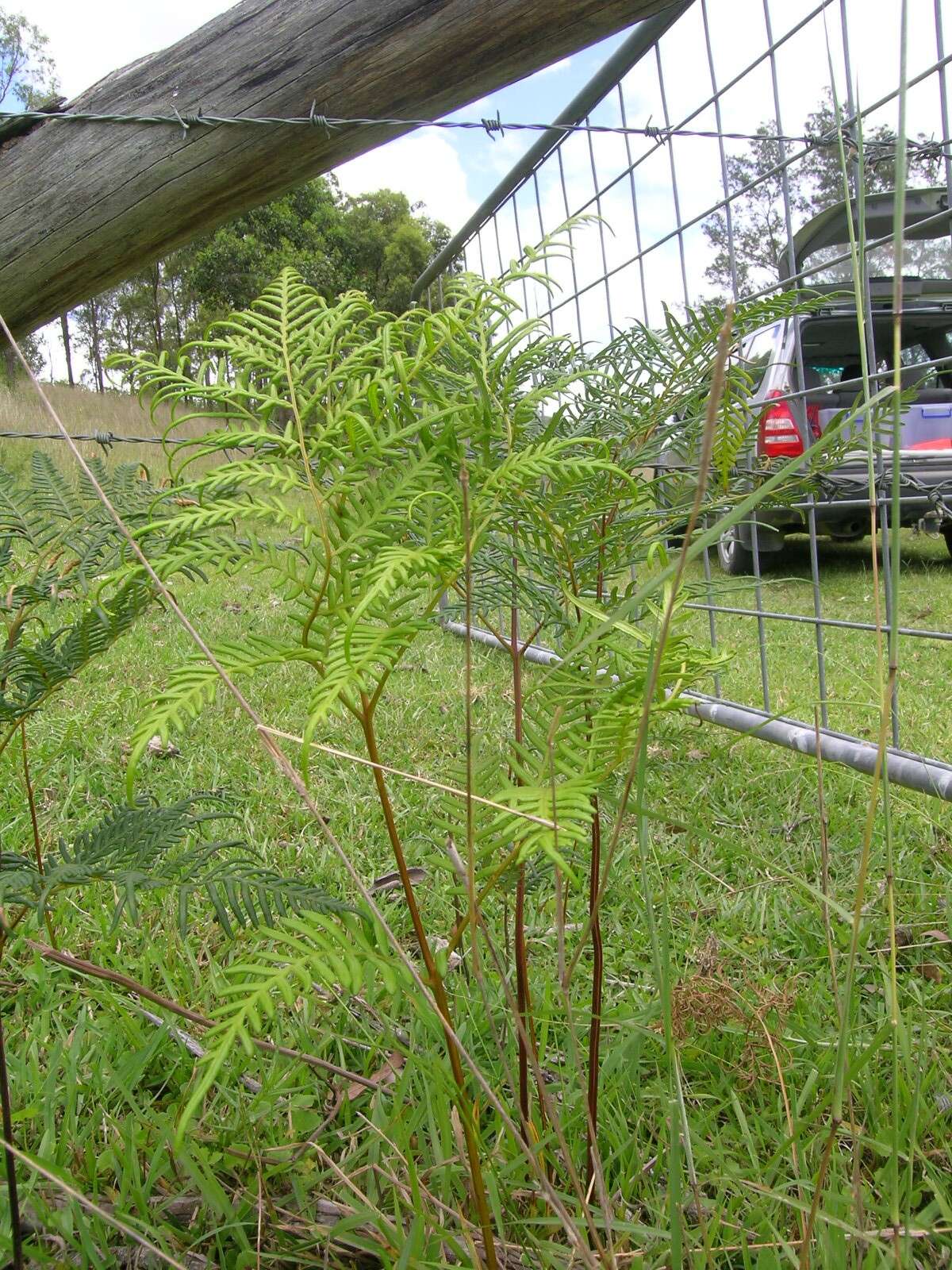 Image of Pteridium esculentum (G. Forst.) Nakai