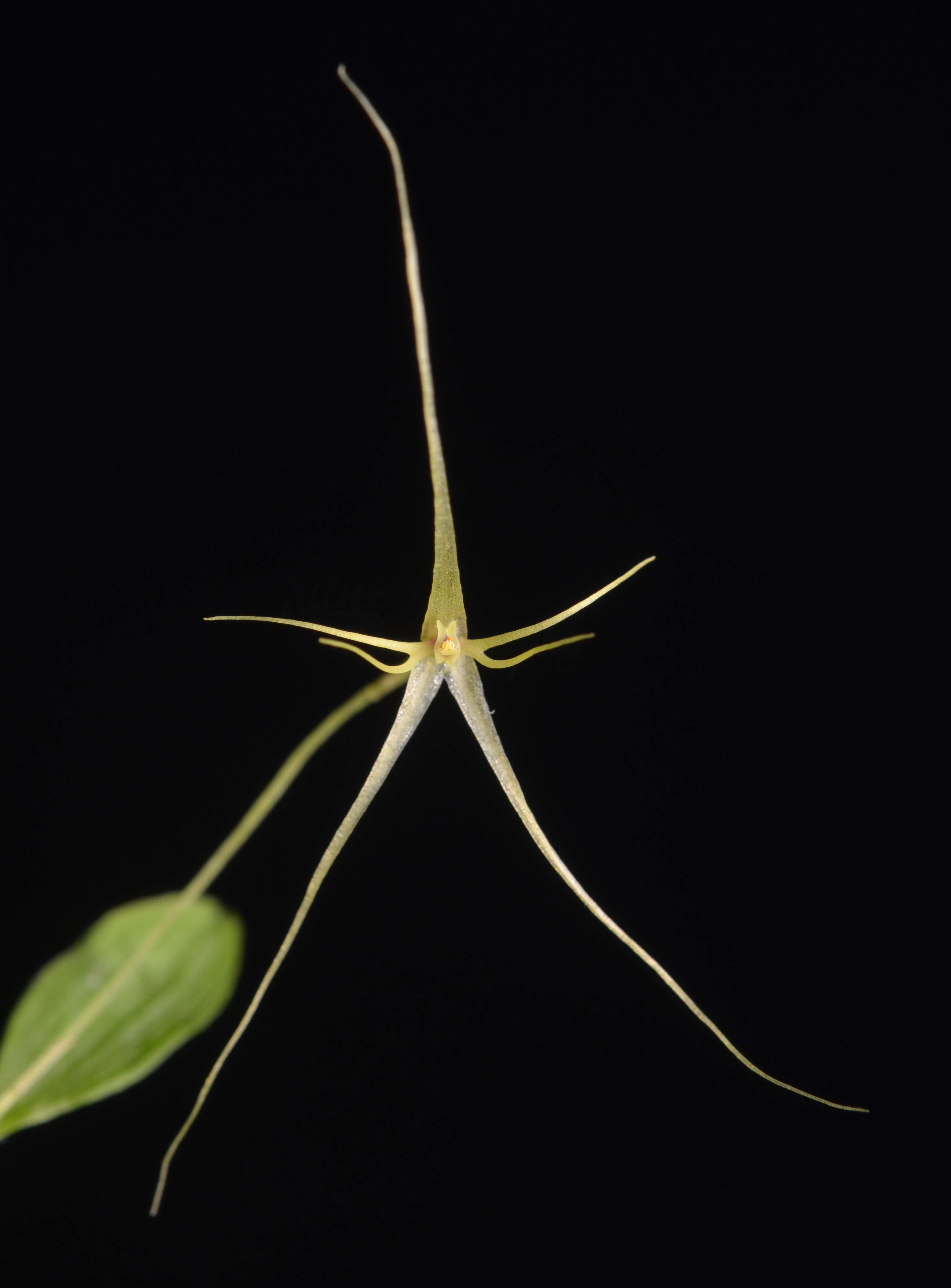 Image of Lepanthes filamentosa Luer & Hirtz
