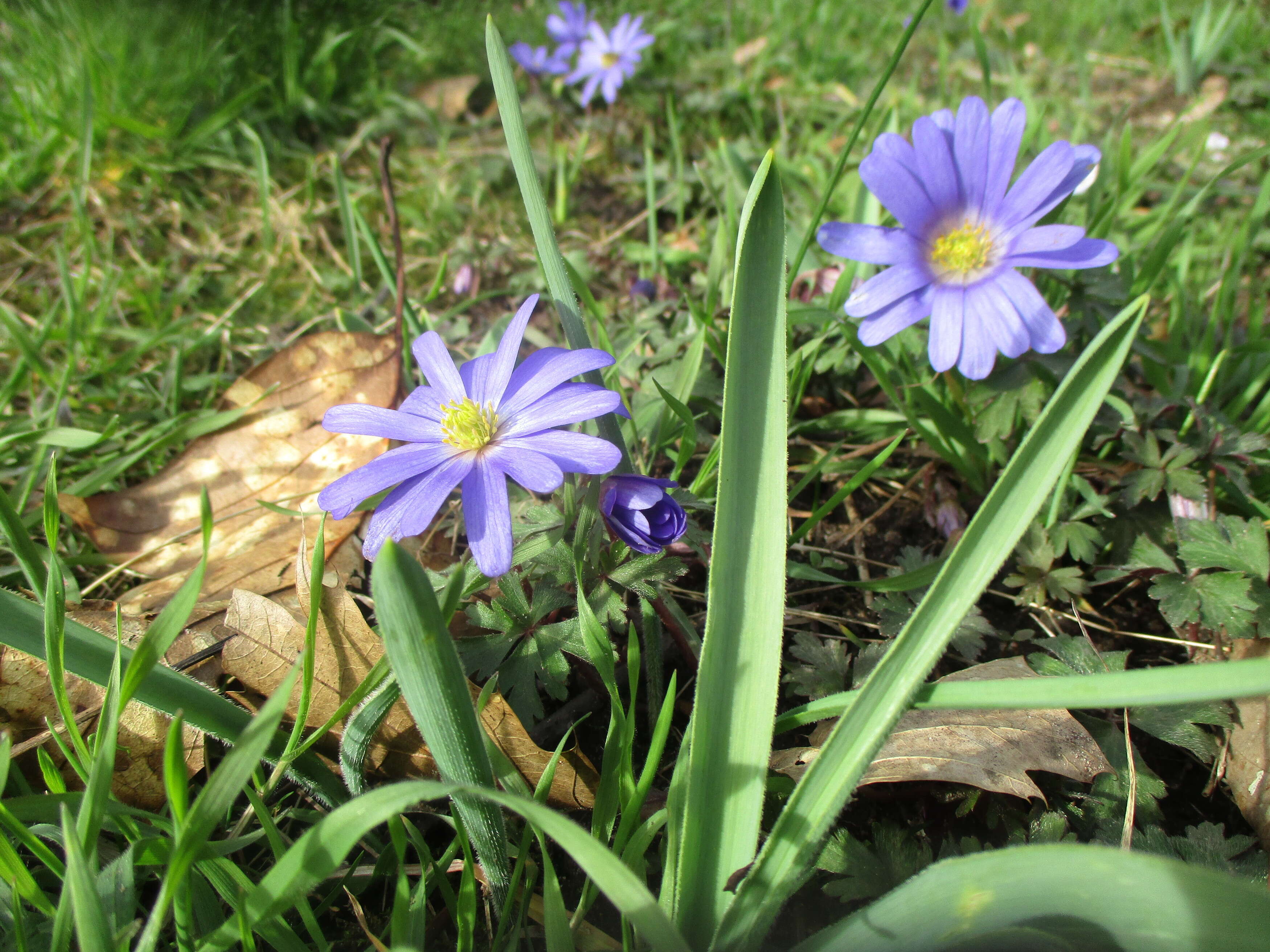 Image of Balkan Anemone