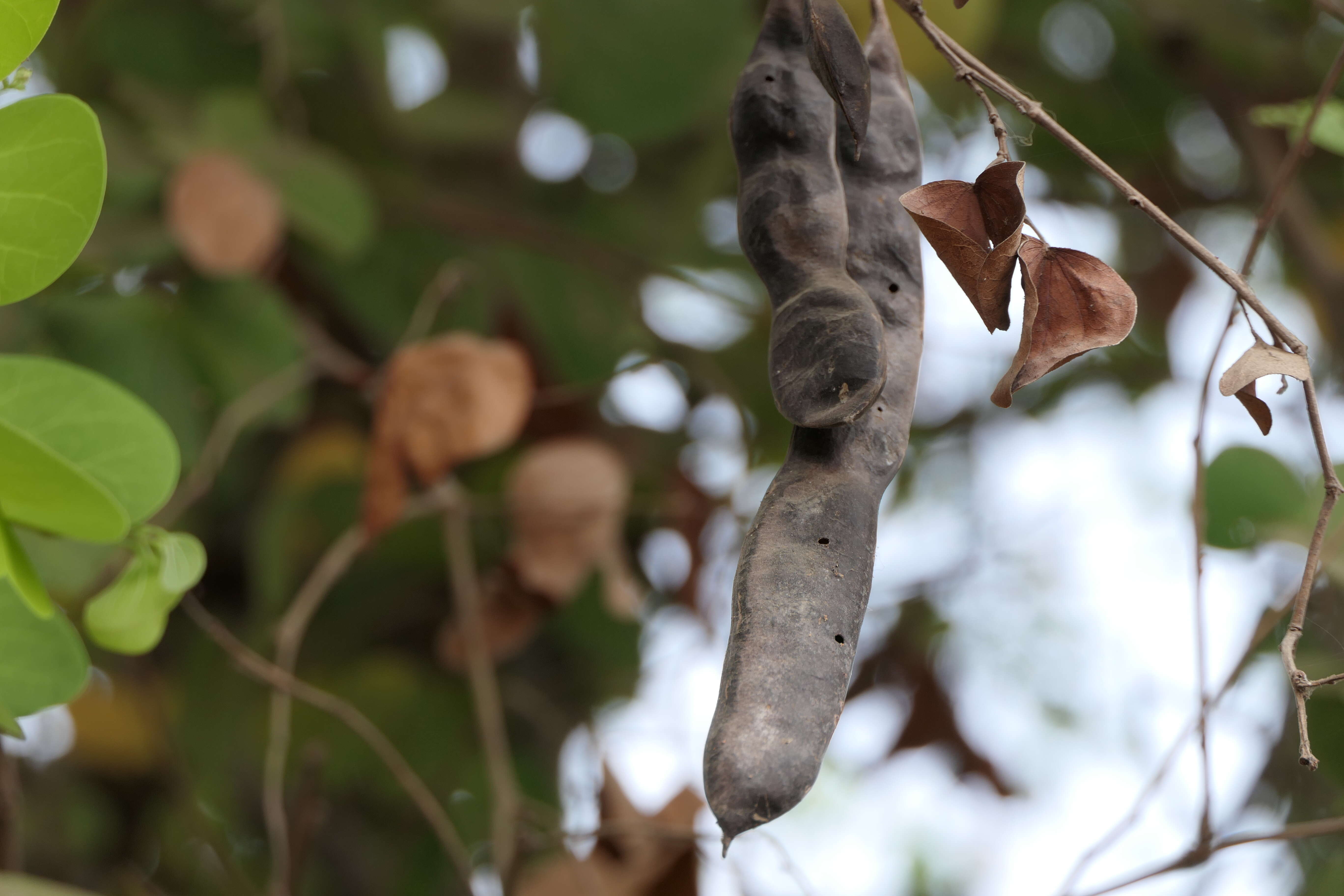 Imagem de Bauhinia racemosa Lam.