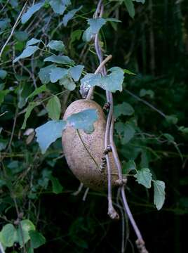 Image of Akebia trifoliata (Thunb.) Koidz.