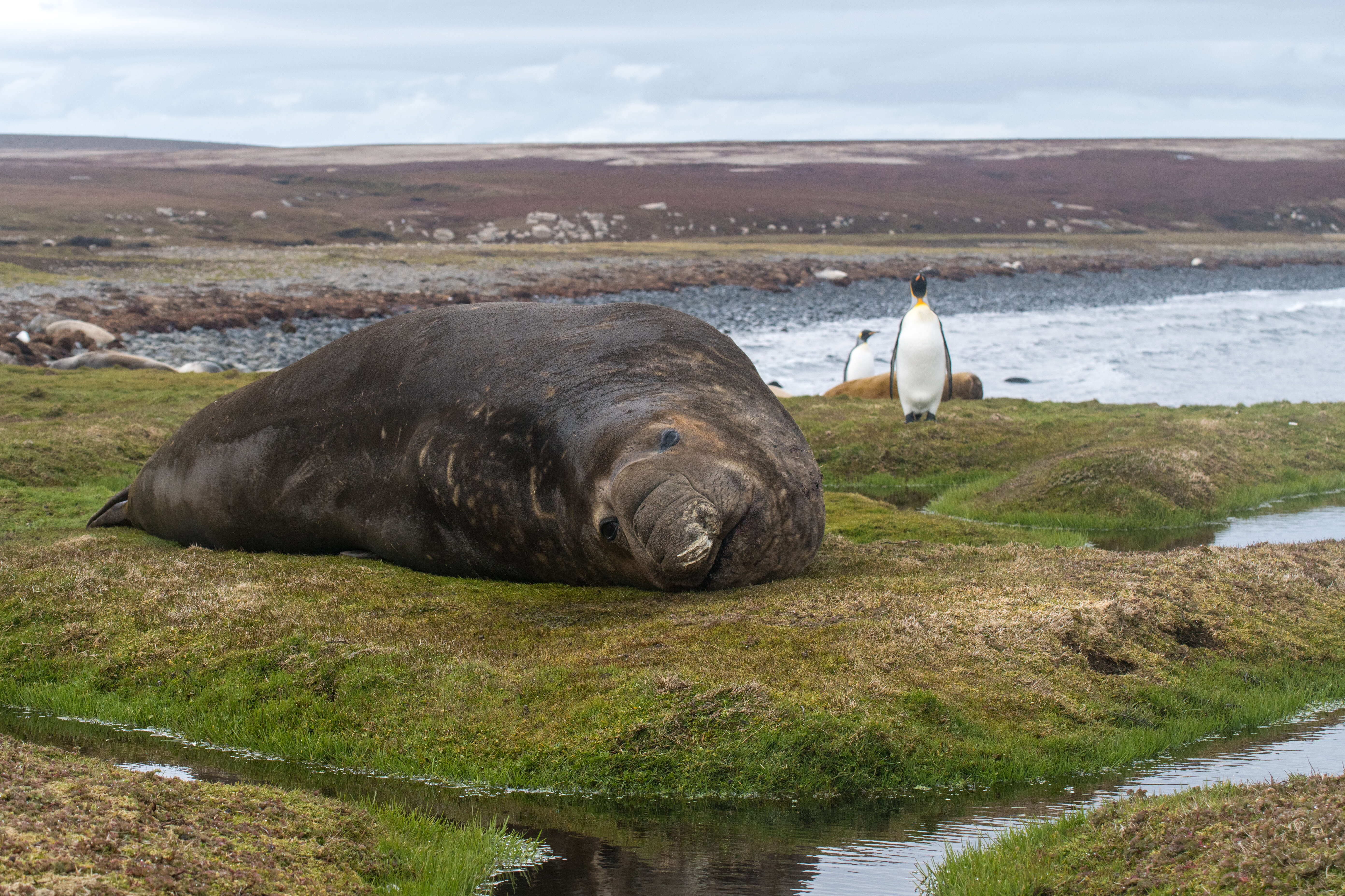 Image of South Atlantic Elephant-seal