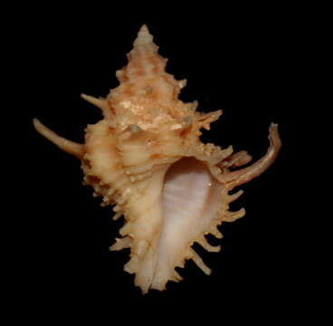 Image of Babelomurex yumimarumai Kosuge 1985