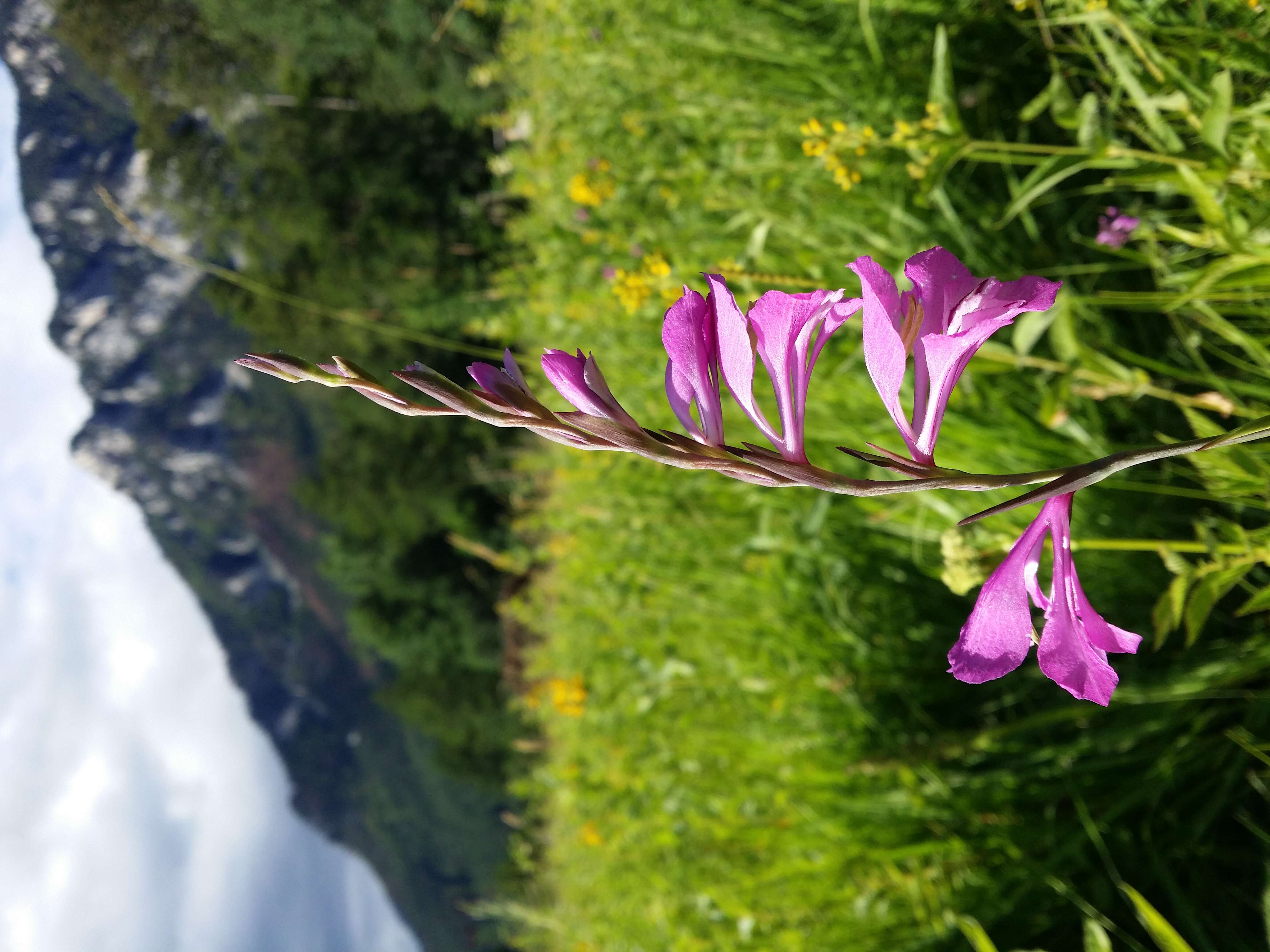 Image of Turkish Marsh Gladiolus