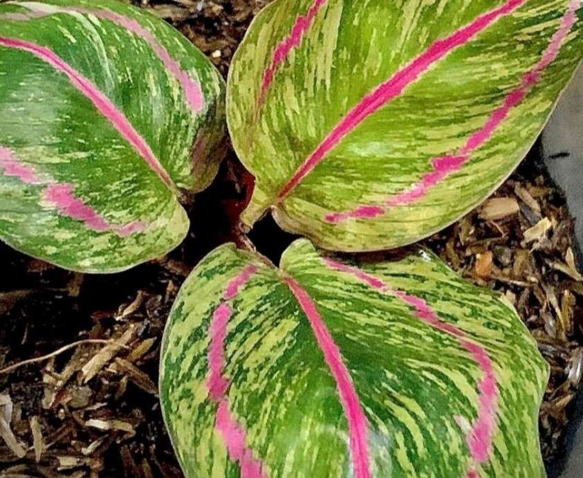 Image of calathea