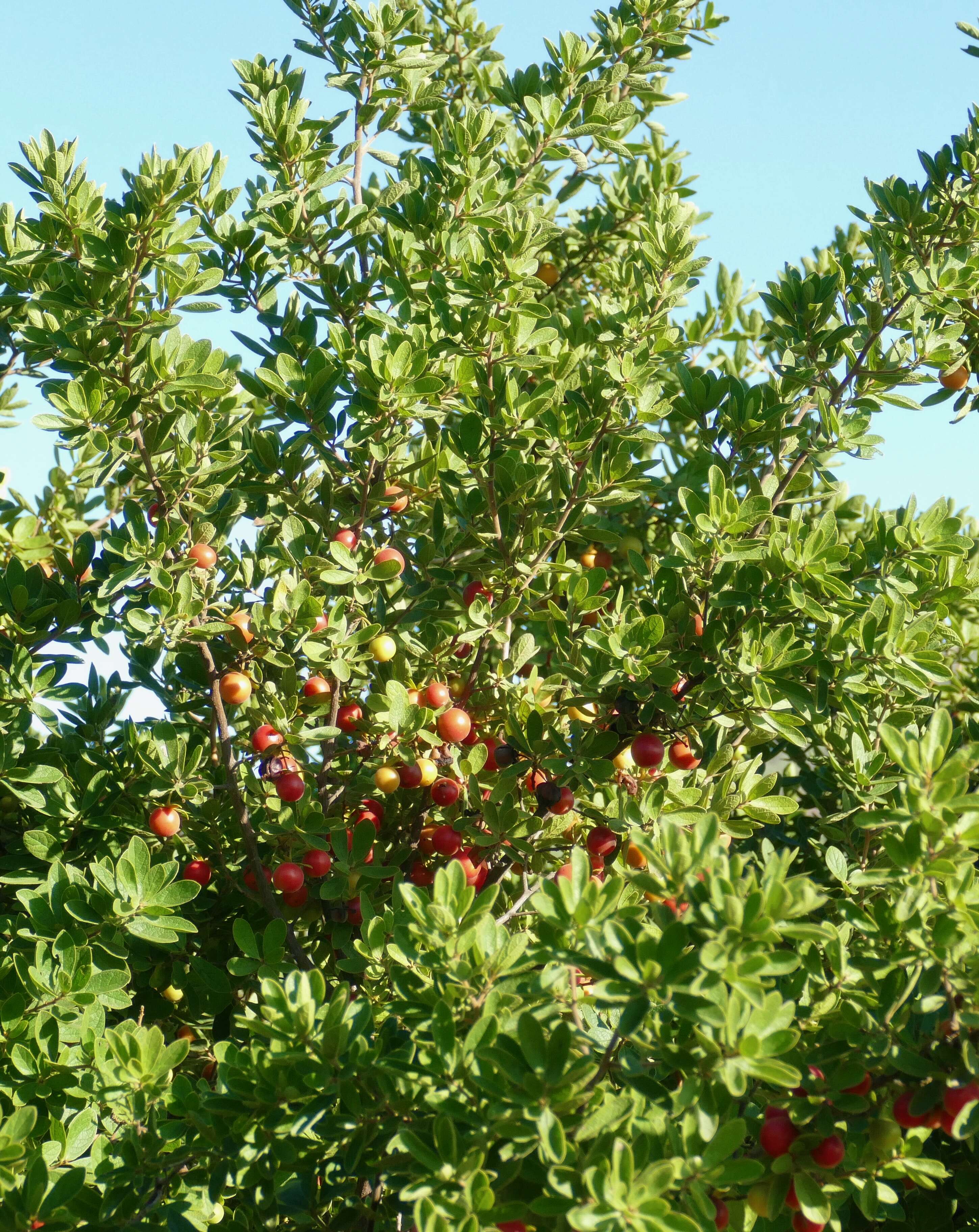 Image of Blue Bush