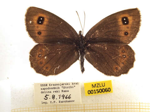 Image of scotch argus