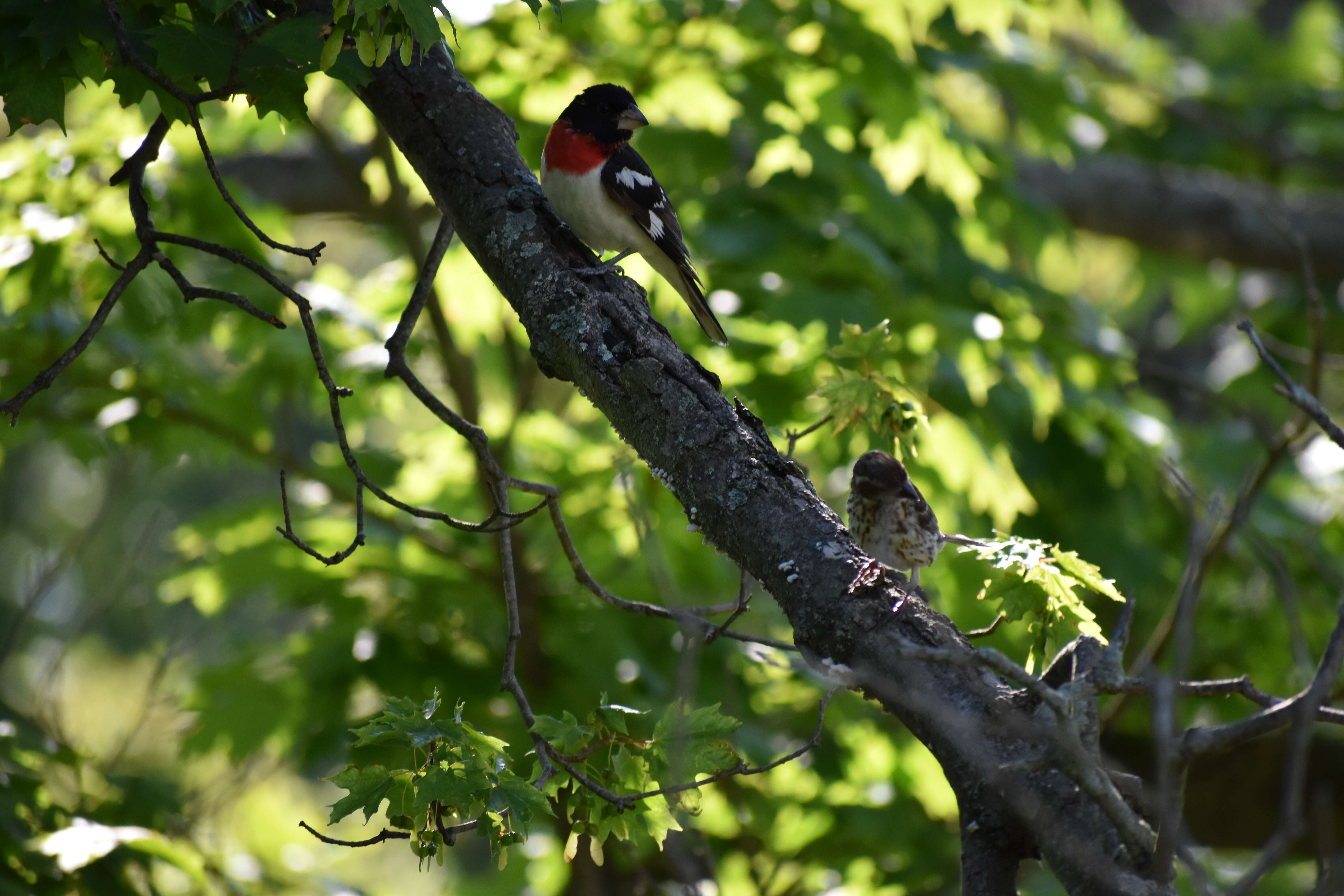 Image of Rose-breasted Grosbeak