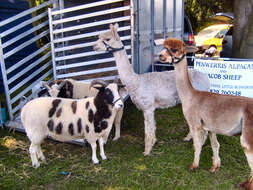 Image of Alpaca