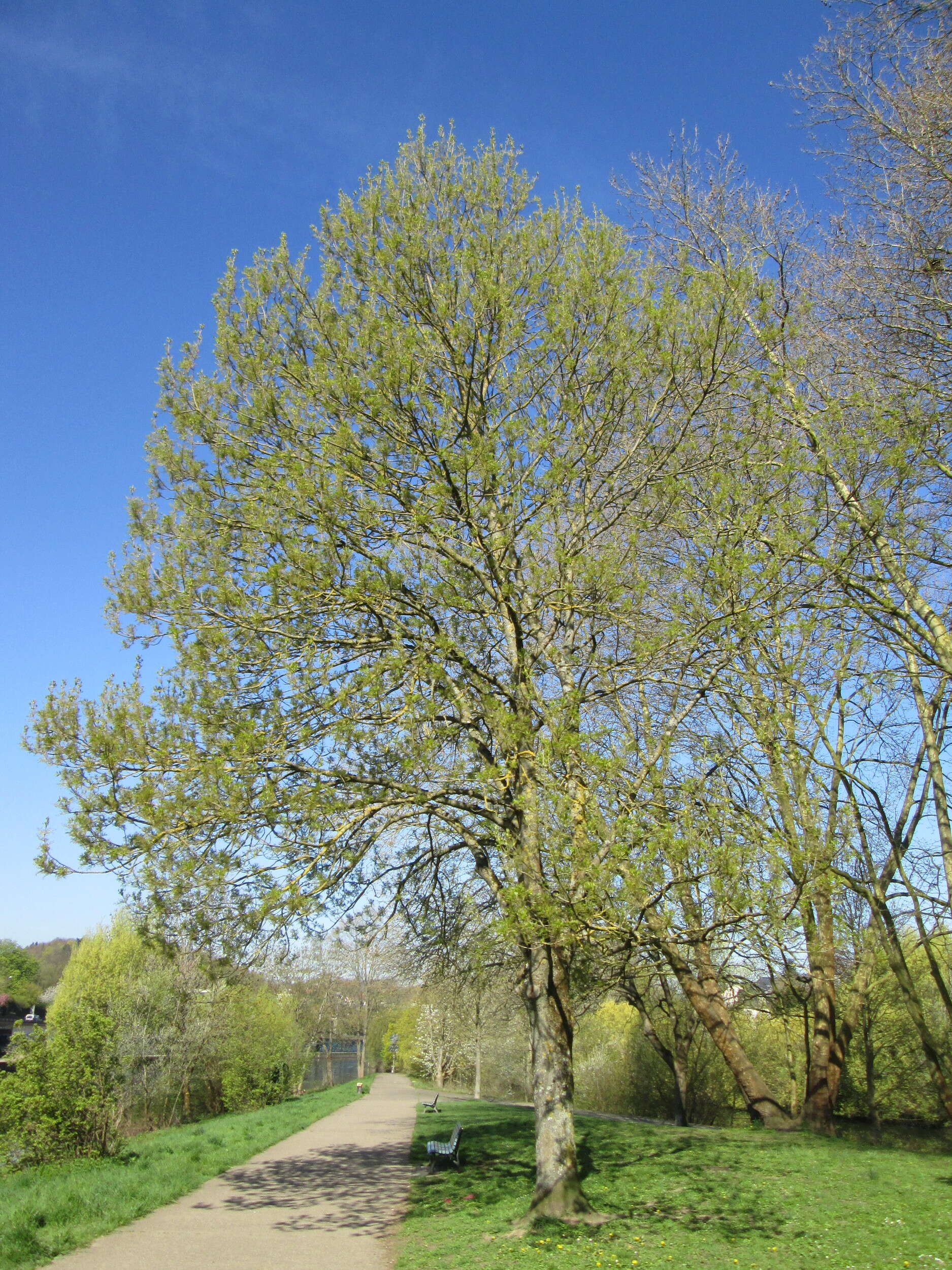 Image of European ash