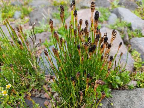 Image of Equisetum bogotense Kunth