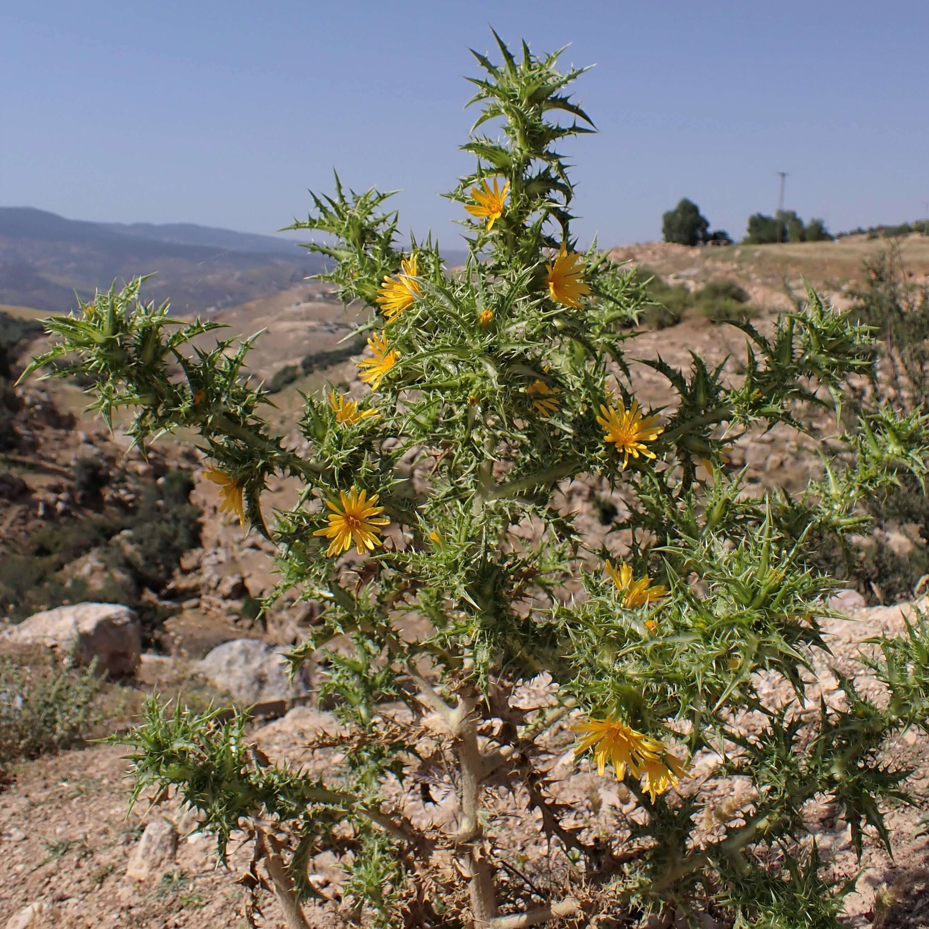 Image of spotted goldenthistle