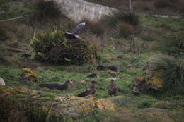 Image of Brown Skua