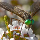 صورة Tabanus australicus Taylor 1919