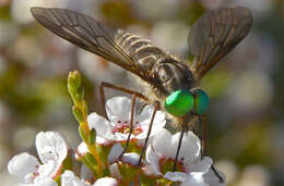 صورة Tabanus australicus Taylor 1919