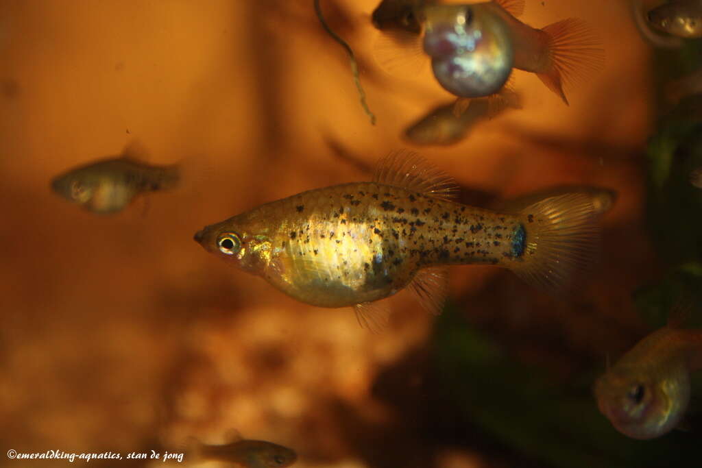 Image of Catemaco platyfish