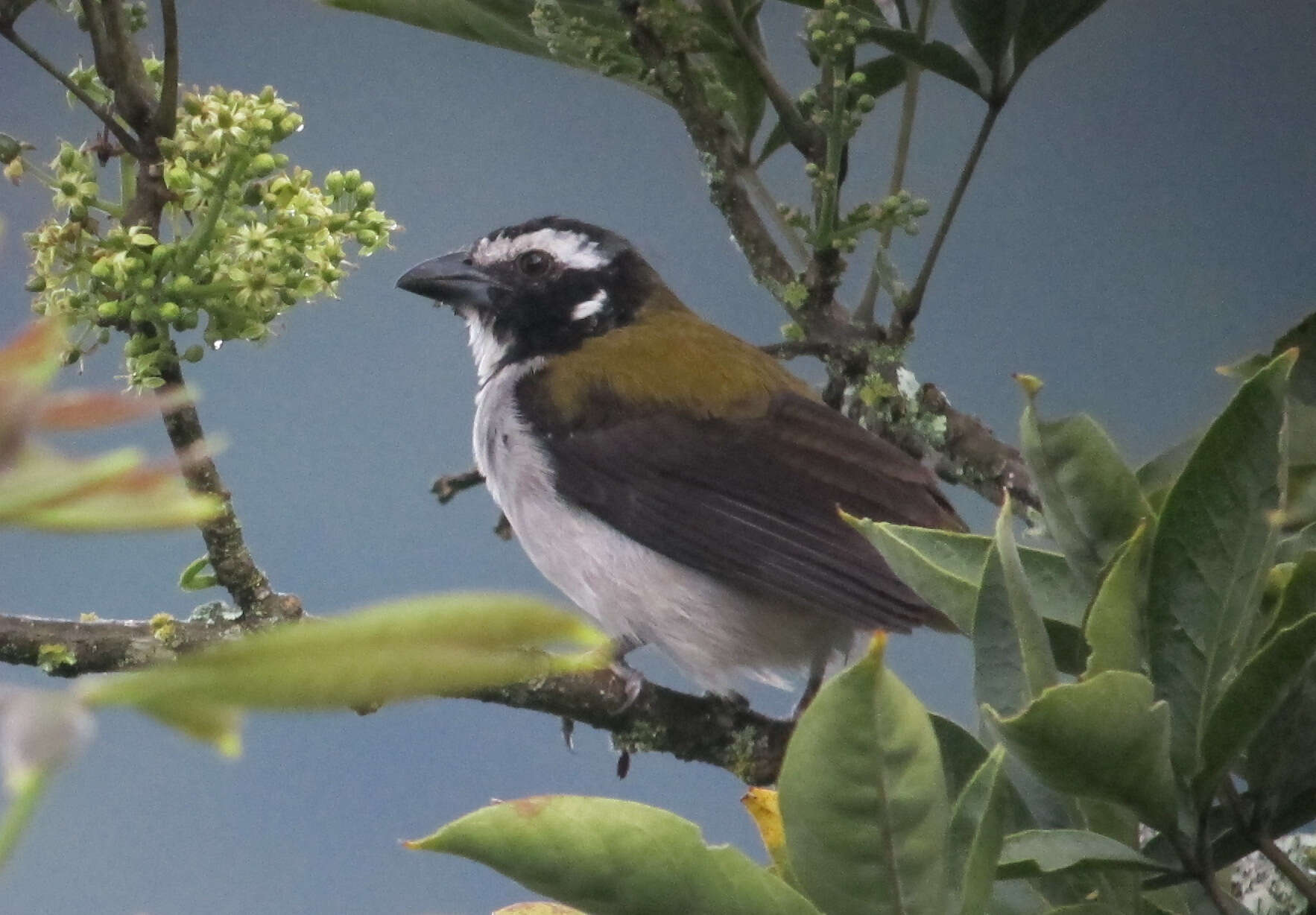 Image of Black-winged Saltator