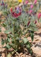 Echium judaeum Lacaita的圖片