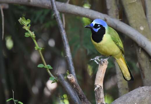 Image of Green Jay