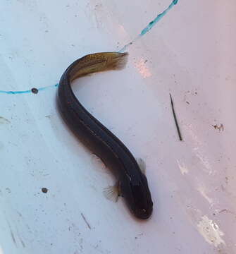 Image of Black Mudfish