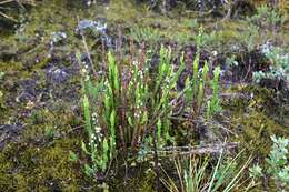Image of Baccharis genistelloides