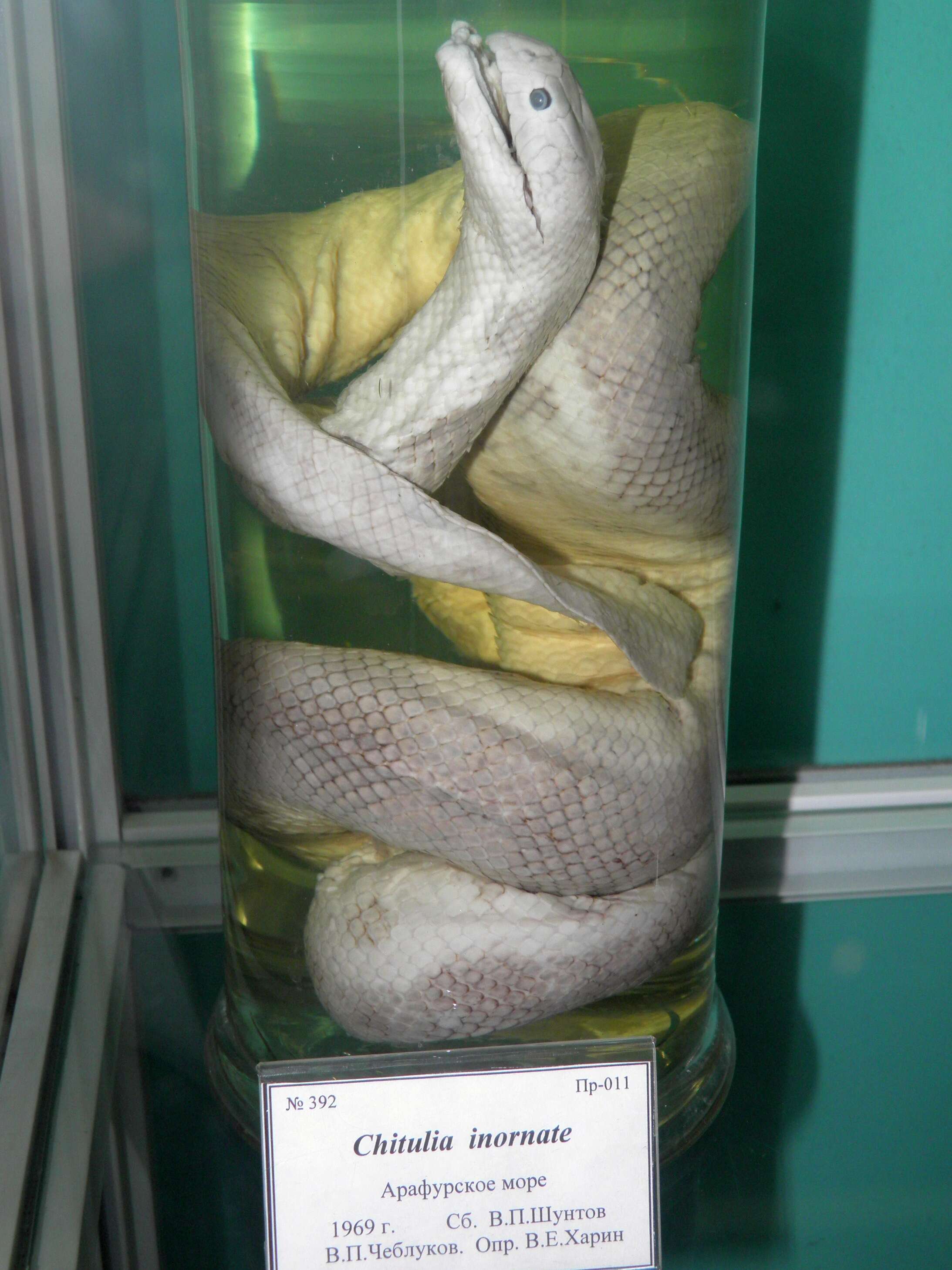 Image of Plain Seasnake