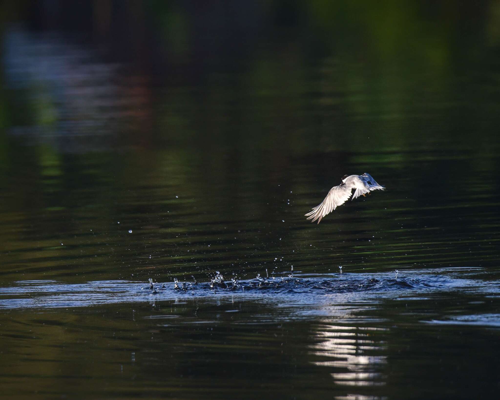 Image of Whiskered Tern