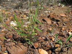 Image of Thyridolepis mitchelliana (Nees) S. T. Blake