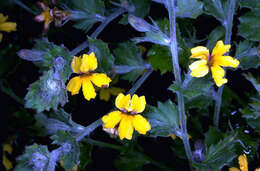 Image of Goodenia rotundifolia R. Br.