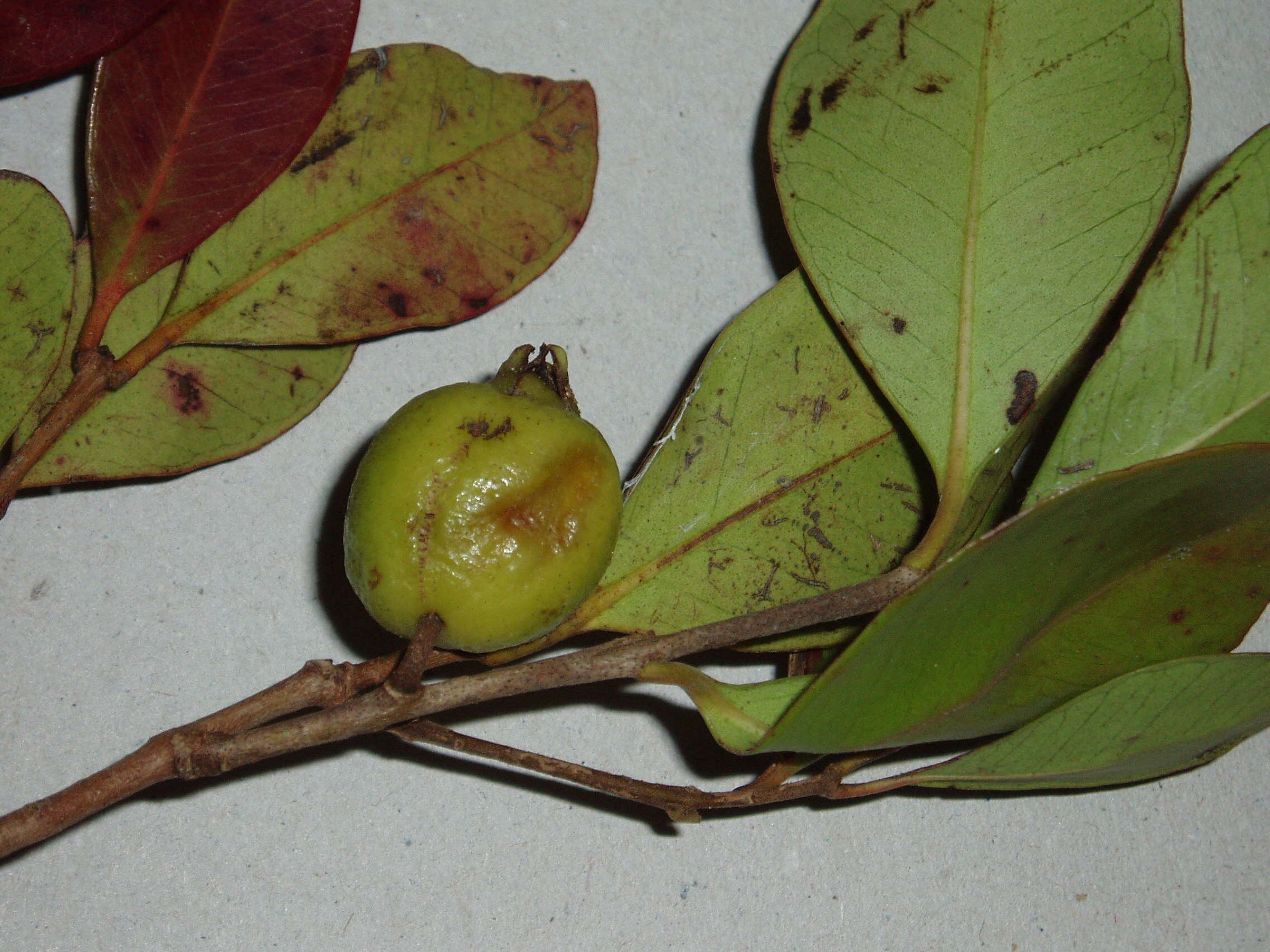 Image of Psidium cattleyanum