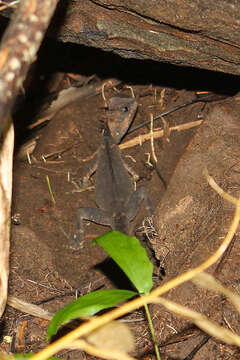 Image of Acanthosaura cardamomensis Wood, Grismer, Grismer, Neang, Chav & Holden 2010