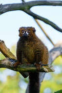 Image of Red-bellied Lemur