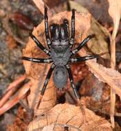 Image of purseweb spiders
