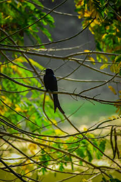 Image of Black Drongo