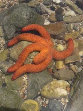 Image of Luzon Sea Star