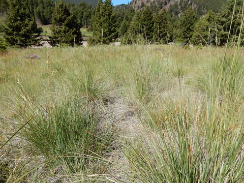 Plancia ëd Festuca campestris Rydb.