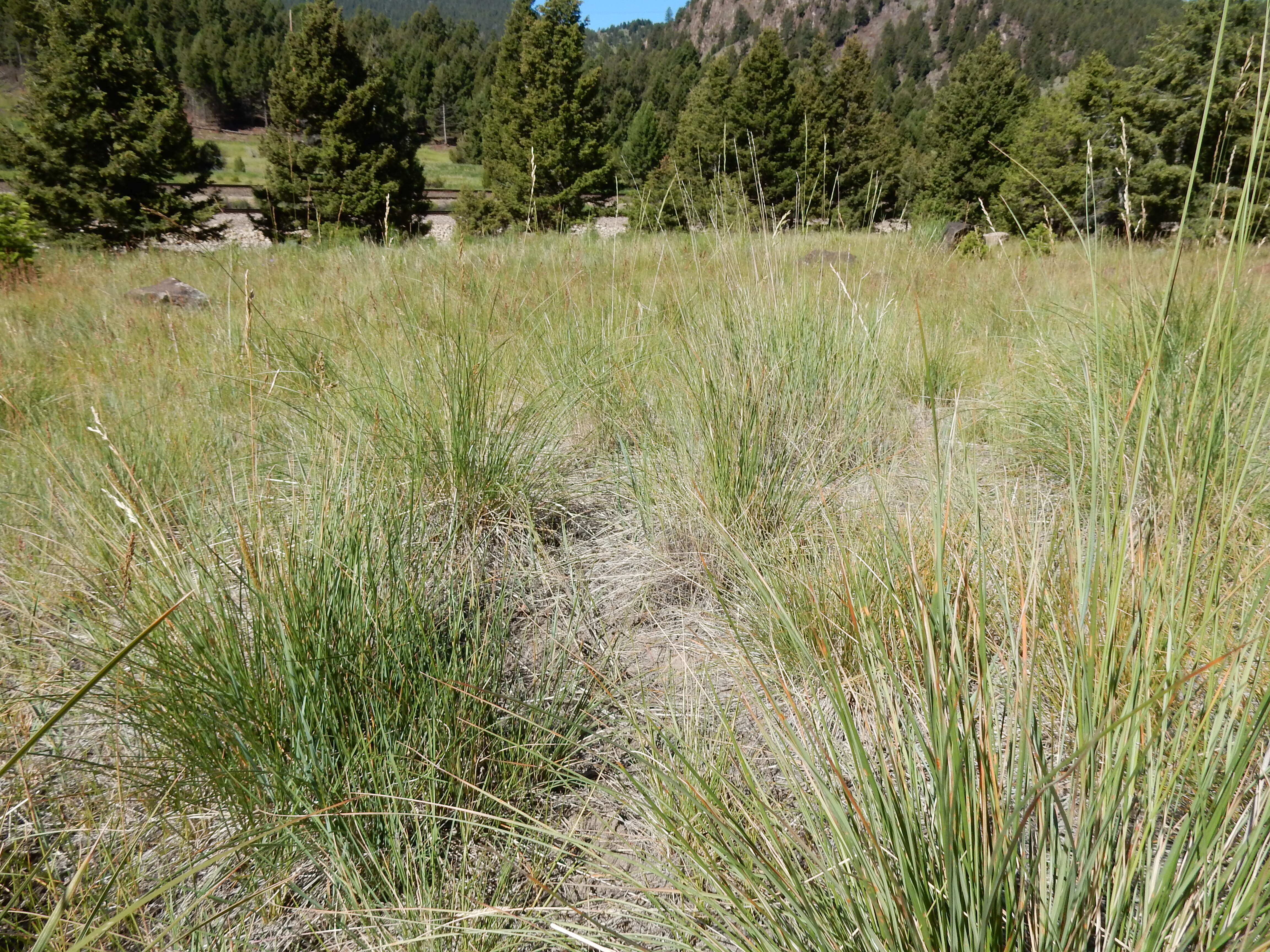 Plancia ëd Festuca campestris Rydb.