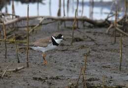 Image of Semipalmated Plover