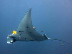 Image of Chevron Manta Ray