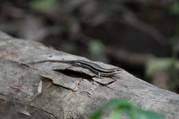 Image of Roatán Skink