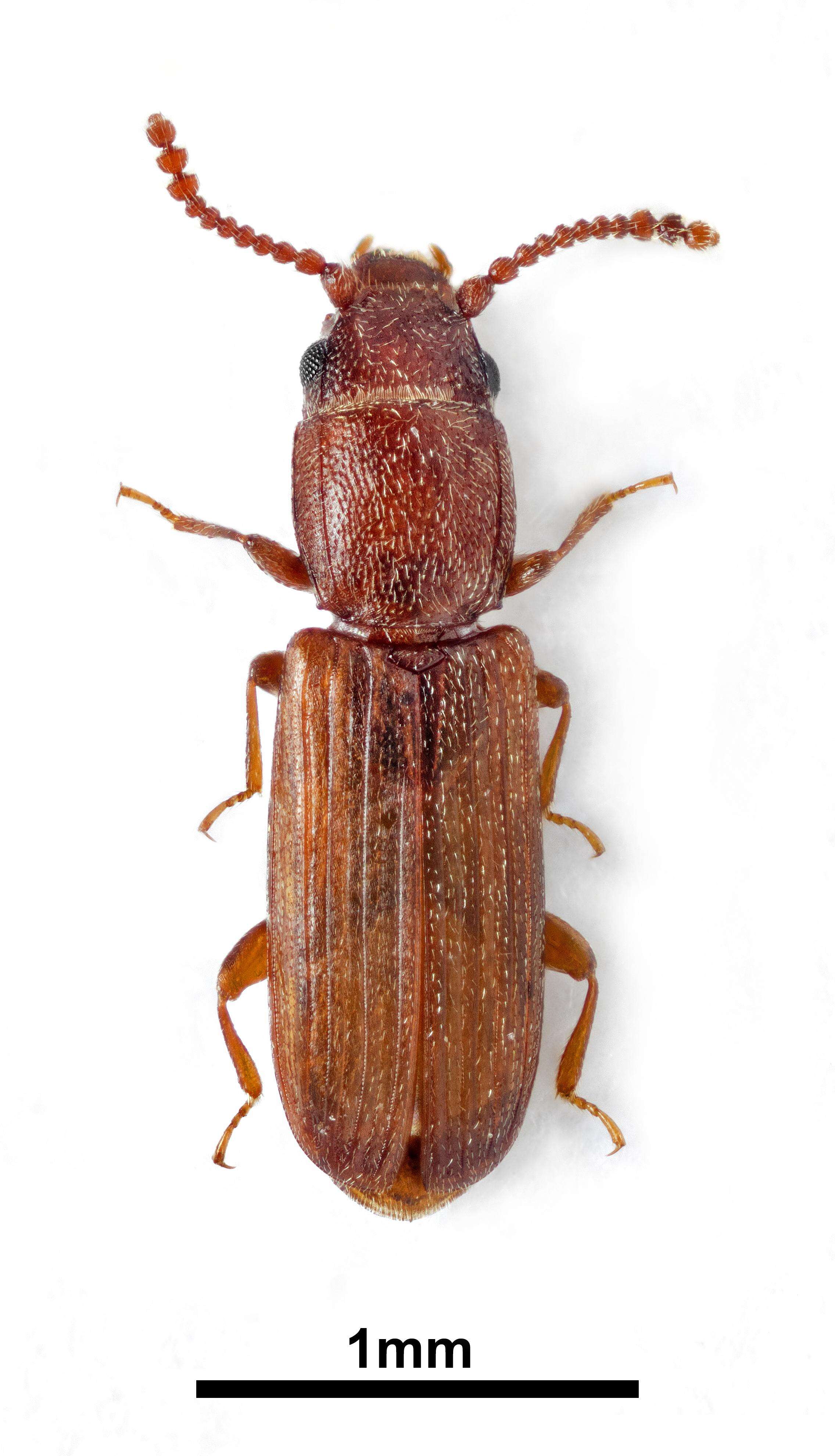 Image of Leptophloeus