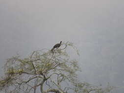 Image of White-winged Guan