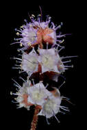 Image of Newcastelia roseoazurea Rye