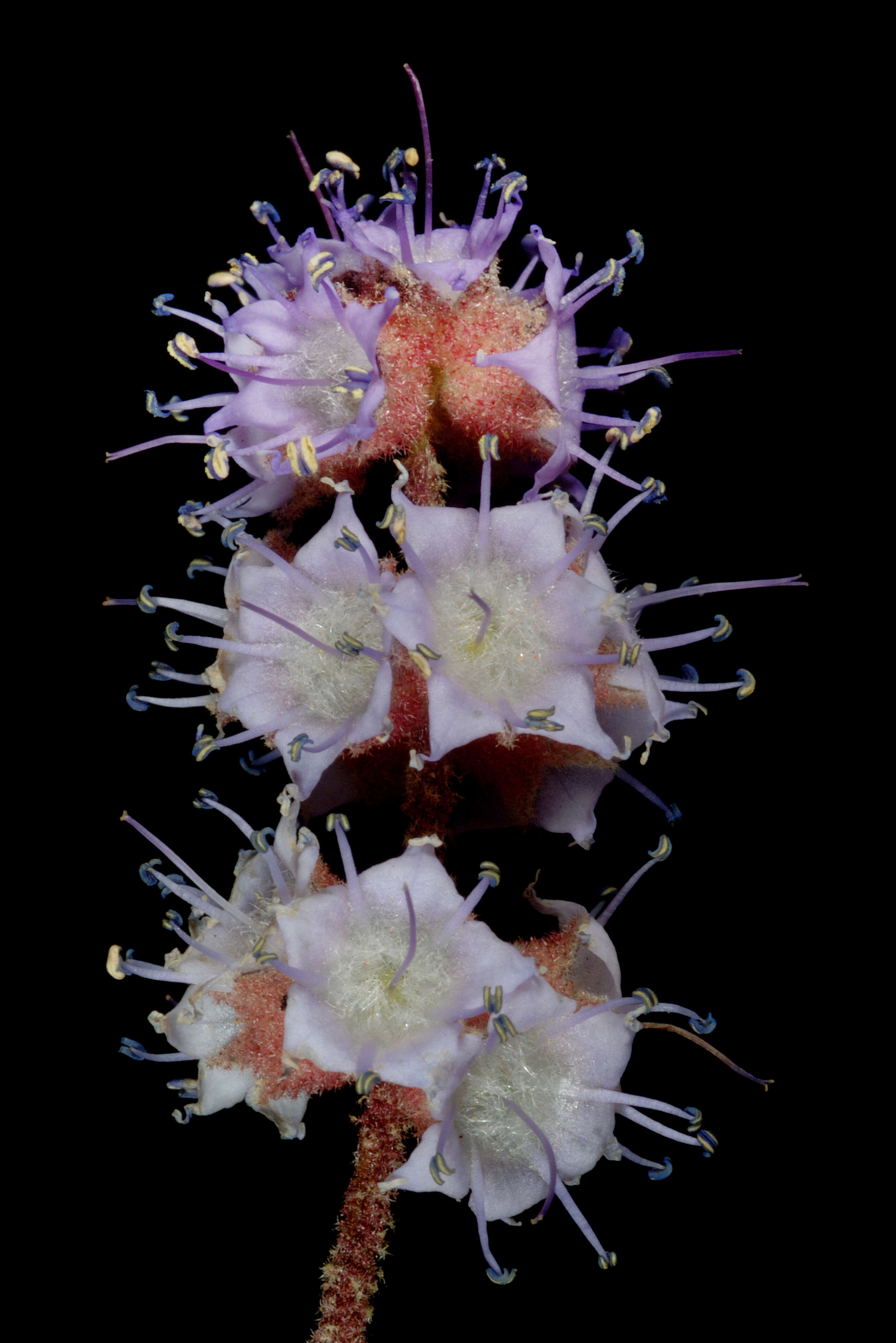 Image of Newcastelia roseoazurea Rye