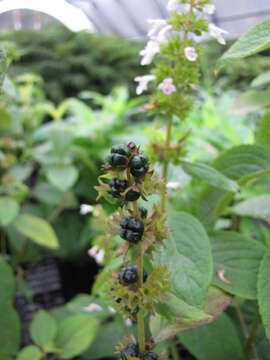 Image of Lanai phyllostegia