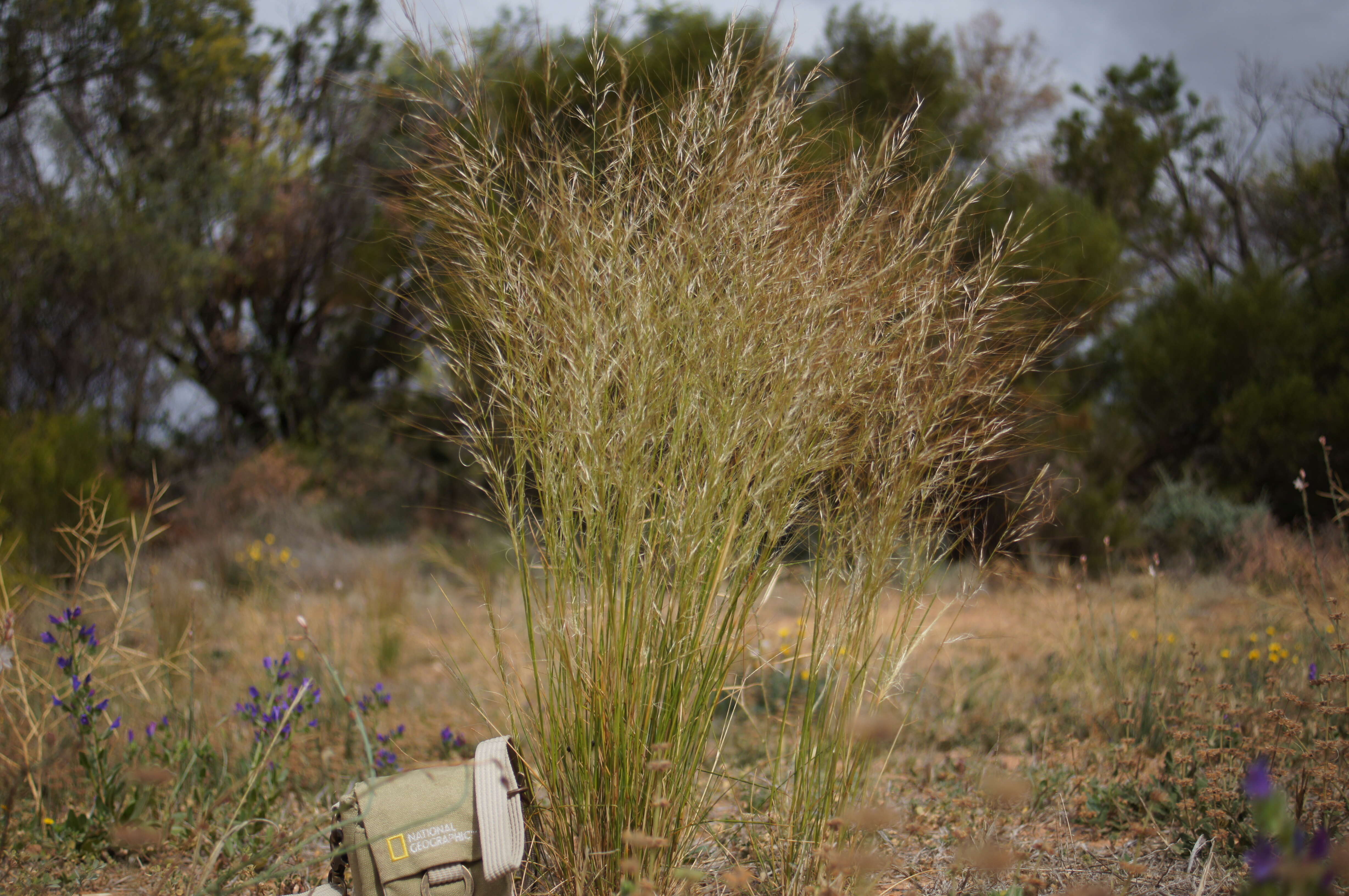 Image of Austrostipa nodosa (S. T. Blake) S. W. L. Jacobs & J. Everett