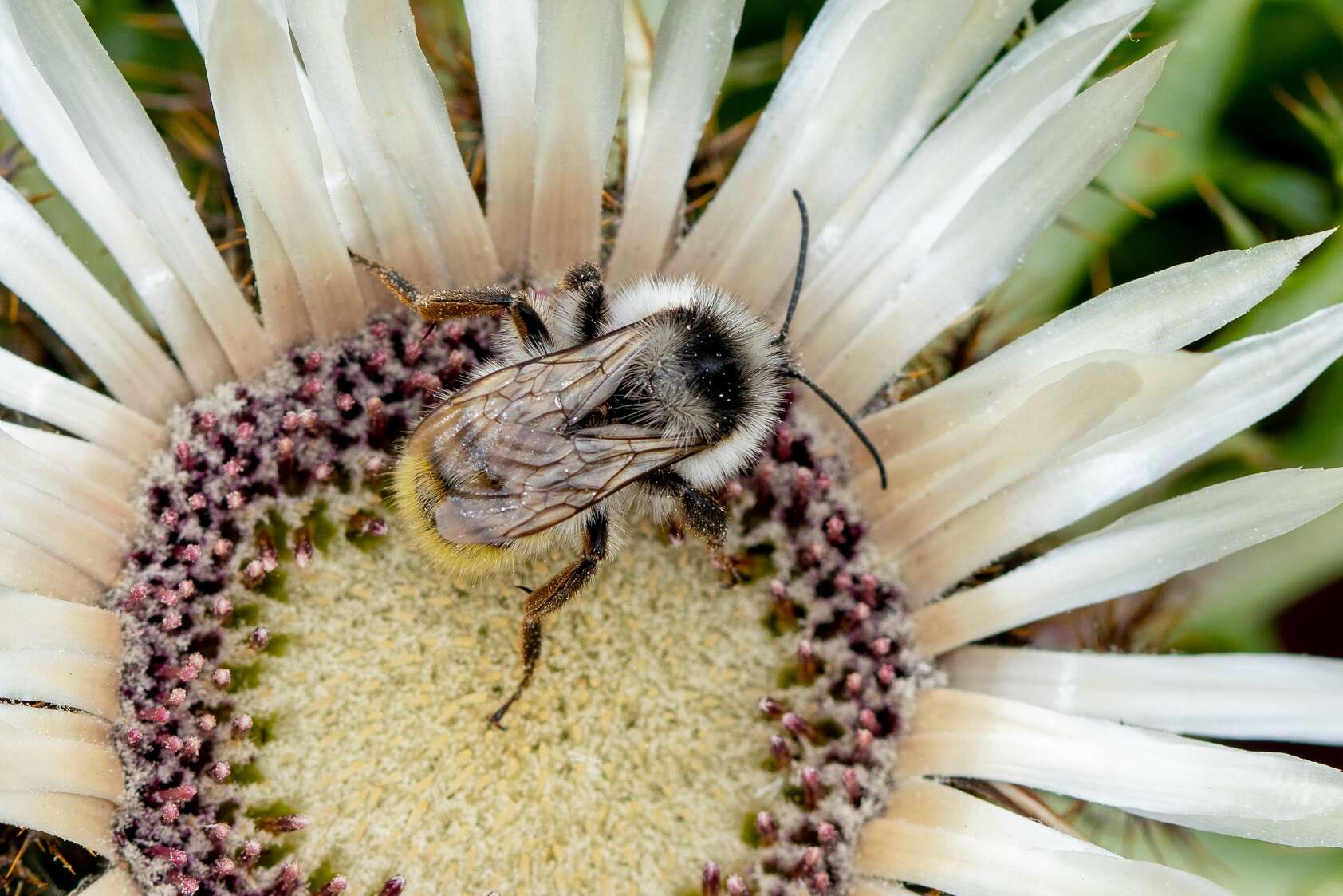 Image of Bombus mesomelas Gerstäcker 1869