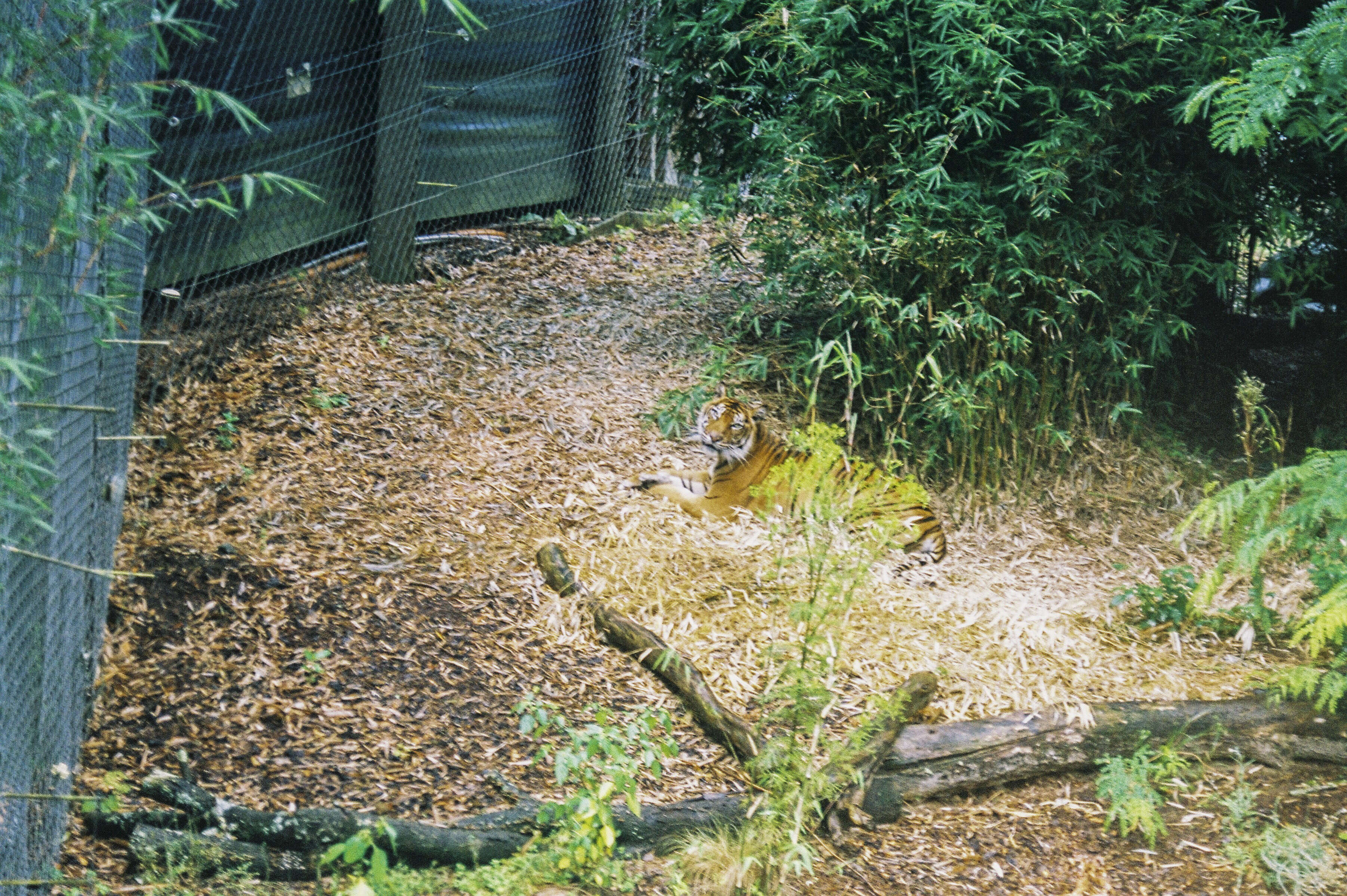 Image of Javan Tiger